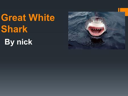 Great White Shark By nick.  My name is Nick and my animal is a Great White shark.