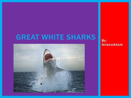 Great White Sharks By: ArianaAdam.