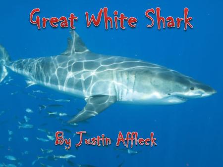 Animal Species The great white shark, Carcharodon carcharias, also known as great white, white pointer, white shark, or white death, is an exceptionally.