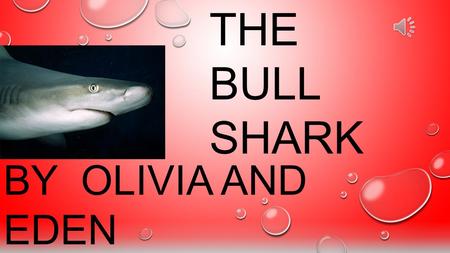 BY OLIVIA AND EDEN THE BULL SHARK The Bull Shark’s belly is off white. It weighs about 200 pounds. Its about 7 feet long. Bull Shark teeth are triangular,