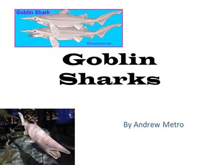 Goblin Sharks By Andrew Metro. DESCRIPTION The Goblin Shark is a rarely-seen, slow swimming shark. This shark’s snout is long, flat, and very pointy.