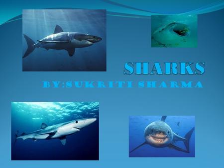 SHARKS BY:SUKRITI SHARMA.