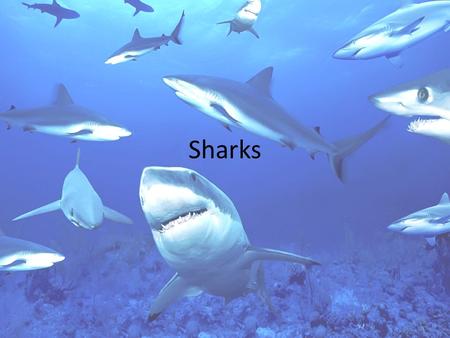 Sharks. Classification Kingdom Animalia – Phylum _____________ Class _____________ – Subclass _____________ » Superorder _____________ Known as “__________”