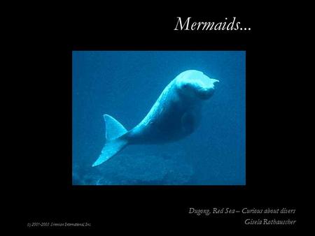 (c) 2001-2003 Sirenian International, Inc. Mermaids... Dugong, Red Sea – Curious about divers Gisela Rothauscher.
