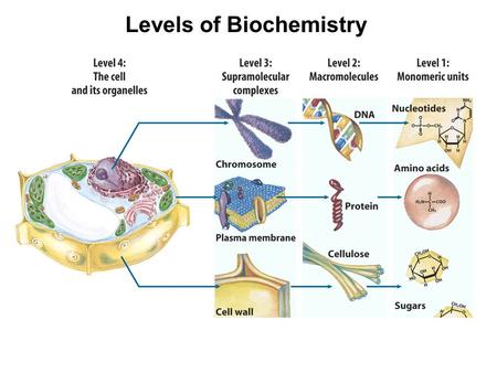 Levels of Biochemistry. R-S-RThioether.