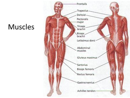 Muscles. Interesting Muscle Facts 1.Thirty facial muscles create looks like surprise, happiness, sadness, and frowning 2.Eye muscles are the busiest muscles.