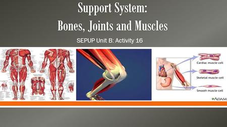  SEPUP Unit B: Activity 16. Functions Skeletal System (aka Bones) SupportMovement Protect internal organs Make blood cells Maintain body’s calcium balance.