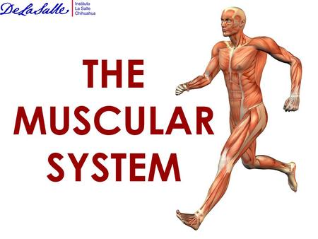 THE MUSCULAR SYSTEM. Muscles that move your body are attached to your skeleton. Because of your muscles, you can walk, run, smile, breathe, or swallow.