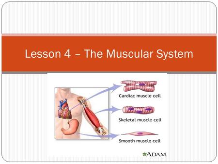 Lesson 4 – The Muscular System