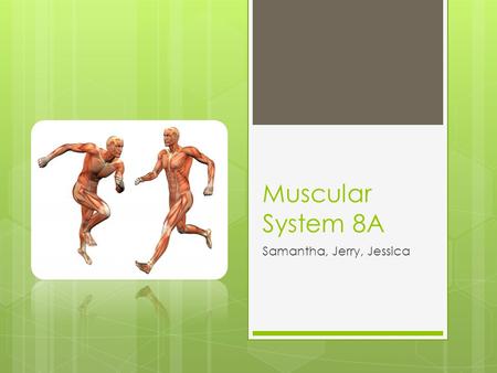 Muscular System 8A Samantha, Jerry, Jessica. Table of Contents 1. The role of muscular system-- Pg3 2. The major organs in muscular system-- Pg4 3. How.