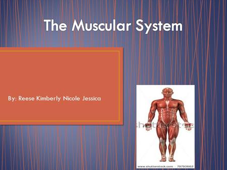 By: Reese Kimberly Nicole Jessica One big function of the Muscular System is movement. Skeletal muscles are arranged in pairs on opposite sides of joints.