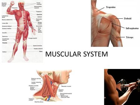MUSCULAR SYSTEM. DateAssignmentVocabularyPage # 11/ /12Muscular System Notes Muscle, involuntary muscles, voluntary muscles 6.