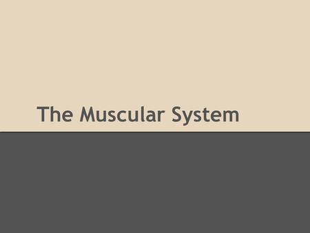 The Muscular System. Basics Facts BASIC FUNCTIONS -Controls Movement -Voluntary vs Involuntary -Support -Stores Minerals -Tissues: bones, ligaments, cartilage,