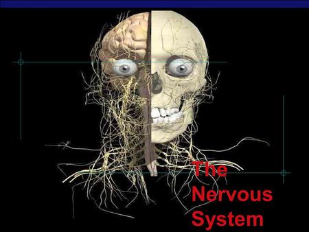 The Nervous System 2003-2004 *.