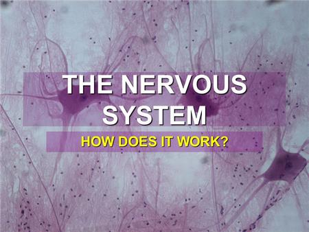THE NERVOUS SYSTEM HOW DOES IT WORK? Function of the Nervous System  Controls and coordinates functions throughout the body  How?  By responding to.
