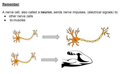 Remember: A nerve cell, also called a neuron, sends nerve impulses, (electrical signals) to: ●other nerve cells ● to muscles.