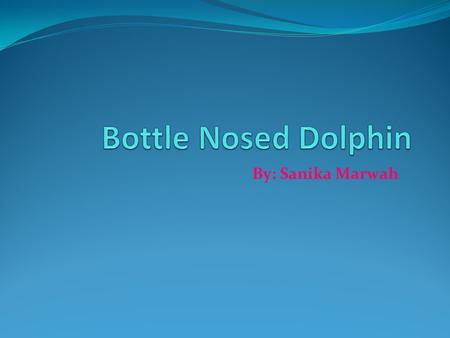 By: Sanika Marwah. Introduction Do you know about the Bottle Nosed Dolphin? If you don’t why don’t you just read this report. It won’t take long at all.