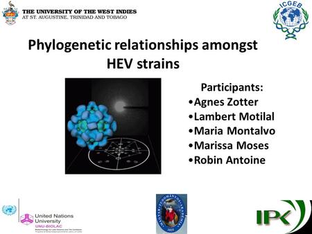 Phylogenetic relationships amongst HEV strains Participants: Agnes Zotter Lambert Motilal Maria Montalvo Marissa Moses Robin Antoine.
