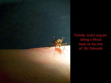 Female Aedes aegypti taking a blood meal on the arm of Dr. Edwards.