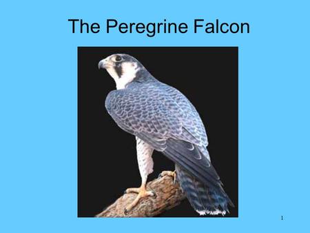 1 The Peregrine Falcon. 2 Background Decline in peregrine population between the 1930’s and 1960’s –Human egg collectors falconers shooters –DDT Peregrine.