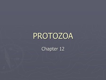 PROTOZOA Chapter 12.
