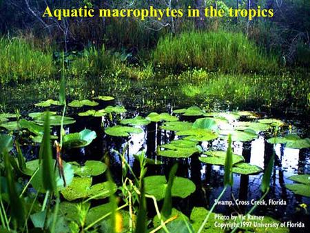 Aquatic macrophytes in the tropics. Functions Important primary producers Reduce shoreline erosion Habitat for invertebrates, fish, waterfowl, etc. Trapping.