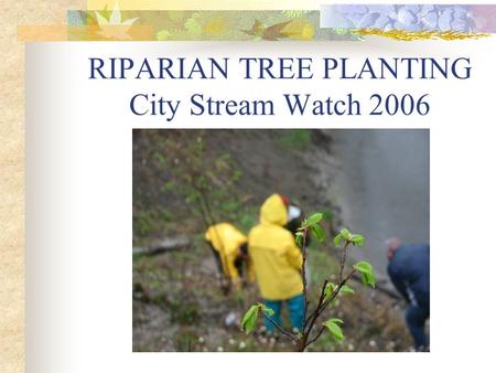 RIPARIAN TREE PLANTING City Stream Watch 2006. SAWMILL CREEK Phase II Rehabilitation Project.