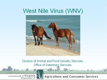 Causative Agent Virus Infects Humans, Birds, Mosquitoes, Horses and Other Mammals.