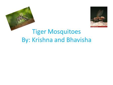 Tiger Mosquitoes By: Krishna and Bhavisha Name of species Scientific name- Aedes Albopictus Common name- Tiger mosquitoes Kingdom- Anamalia Phylum- Arthropod.
