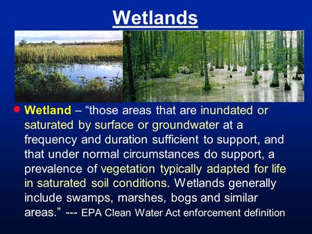 Wetlands  Wetland – “those areas that are inundated or saturated by surface or groundwater at a frequency and duration sufficient to support, and that.