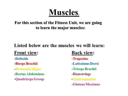 Muscles. For this section of the Fitness Unit, we are going to learn the major muscles: Listed below are the muscles we will learn: Front view: Back view: