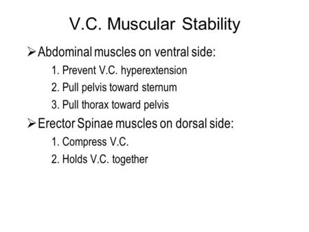 V.C. Muscular Stability Abdominal muscles on ventral side: