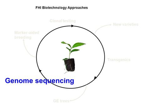 FHI Biotechnology Approaches Genome sequencing Clonal testing Transgenics GE trees New varieties Marker-aided breeding.
