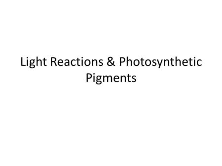 Light Reactions & Photosynthetic Pigments. LIGHT! Of all the light energy that reaches the earth’s surface, ~5% is transferred to carbohydrates by a leaf.