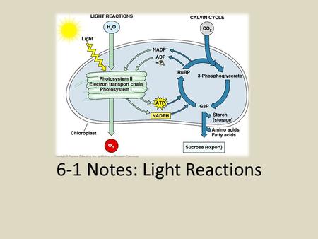 6-1 Notes: Light Reactions