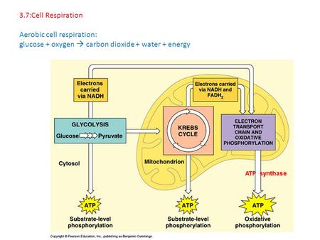 3.7:Cell Respiration Aerobic cell respiration: glucose + oxygen  carbon dioxide + water + energy.