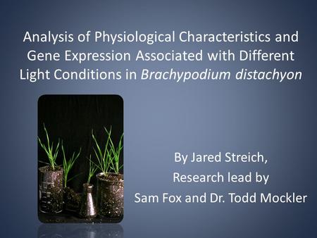 Analysis of Physiological Characteristics and Gene Expression Associated with Different Light Conditions in Brachypodium distachyon By Jared Streich, Research.