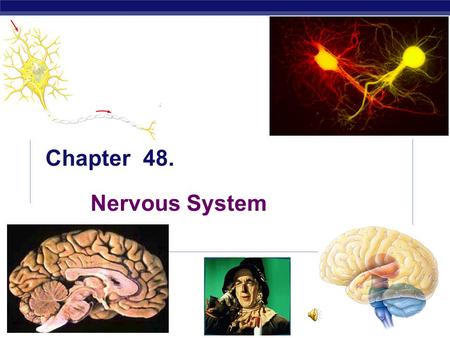 AP Biology 5/18/2015 Chapter 48. Nervous System. AP Biology 5/18/2015 Why do animals need a nervous system? Remember to think about the bunny…