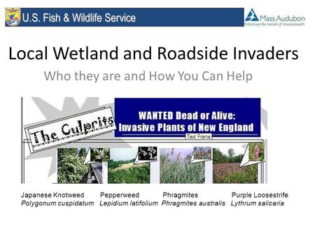 U.S. Fish & Wildlife Service U.S. Fish & Wildlife Service Local Wetland and Roadside Invaders Who they are and How You Can Help Japanese Knotweed Pepperweed.