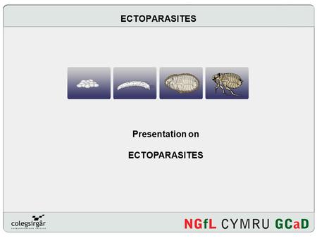 Presentation on ECTOPARASITES