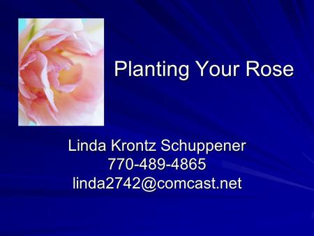 Planting Your Rose Linda Krontz Schuppener 770-489-4865