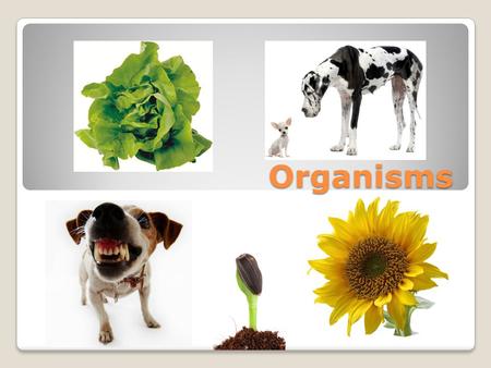 Organisms.