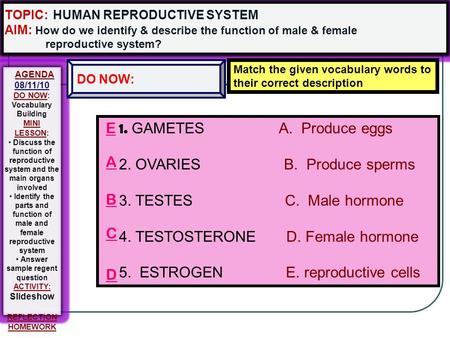 1. GAMETES A. Produce eggs 2. OVARIES B. Produce sperms 3. TESTES C. Male hormone 4. TESTOSTERONE D. Female hormone 5. ESTROGEN E. reproductive cells.
