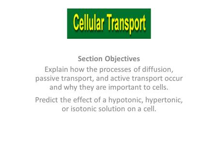 Section Objectives Explain how the processes of diffusion, passive transport, and active transport occur and why they are important to cells. Predict.