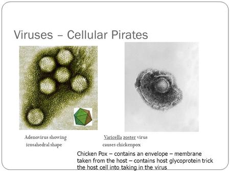 Viruses – Cellular Pirates Adenovirus showing Varicella zoster virus icosahedral shape causes chickenpox Chicken Pox – contains an envelope – membrane.