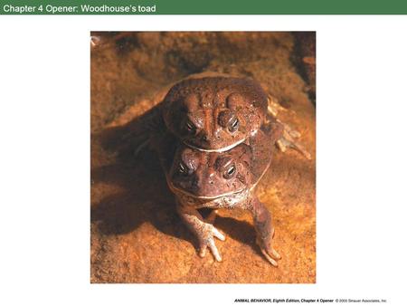 Chapter 4 Opener: Woodhouse’s toad. 4.1 A complex response to simple stimuli.