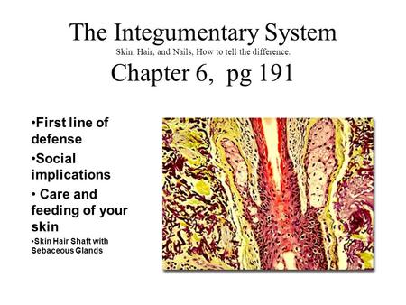 The Integumentary System Skin, Hair, and Nails, How to tell the difference. Chapter 6, pg 191 First line of defense Social implications Care and feeding.