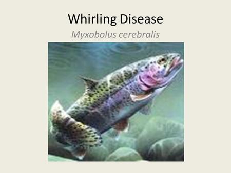 Whirling Disease Myxobolus cerebralis. The Facts Parasitic disease Only affects fish of the Salmonidae family Does not infect humans or mammals No cure.