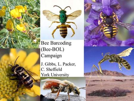 Bee Barcoding (Bee-BOL) Campaign J. Gibbs, L. Packer, C. Sheffield York University.