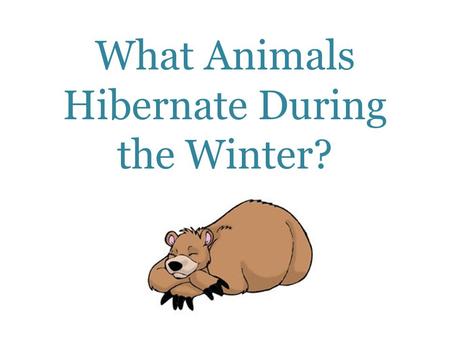 What Animals Hibernate During the Winter?